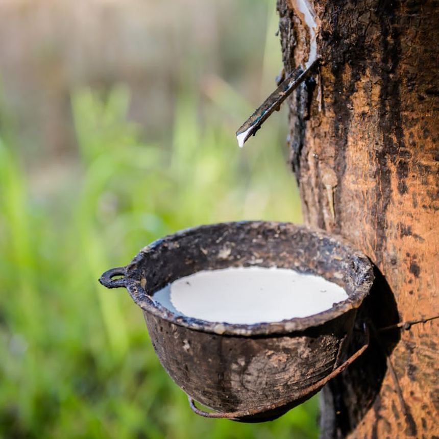Natural latex collected in a cup fixed to a tapped rubber tree