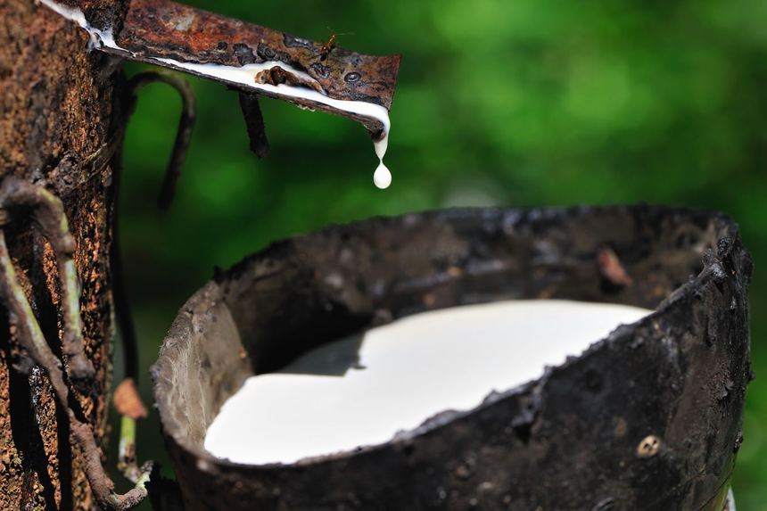 Close-up of latex dripping into a collection cup on a rubber tree